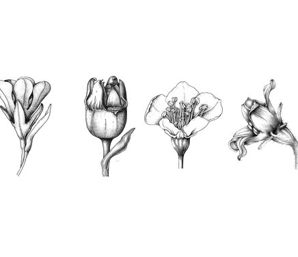 23 floresV.jpg