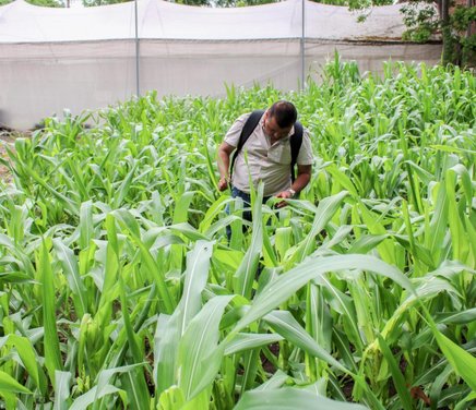 240100-AGRICULTURA-SENASICA-TECNICAS-SUSTENTABLES-PARA-EL-CONTROL-DE-PLAGAS-DEL-MAIZ-5-scaled-1160x700.jpg