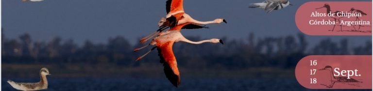 2o-festival-aves-playeras-768x438.width-800.jpg