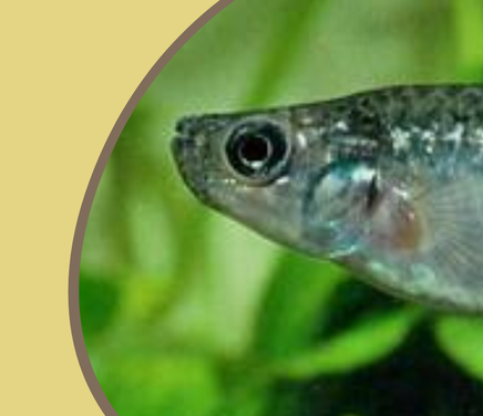 Peces Cordoba - Dr. Alejo Fabian Bonifacio
