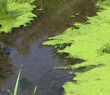 Área de cianobacterias edáficas de suelos.jpg