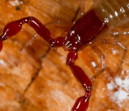 Biología reproductiva de pseudoescorpiones, muestreos y cría en laboratorio.jpg