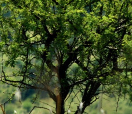 Bosque nativo córdoba.jpg