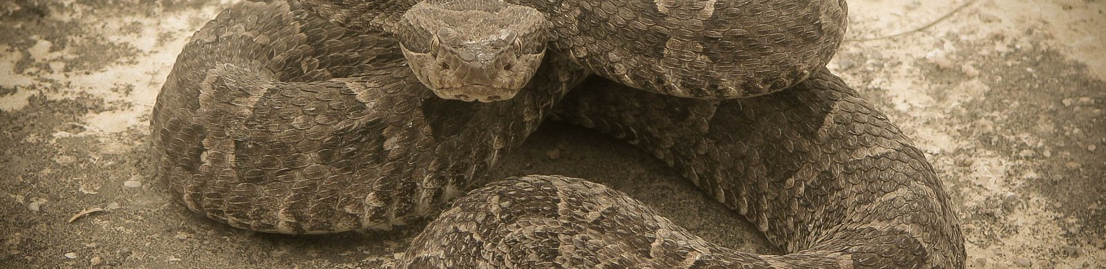 Bothrops diporus.jpg