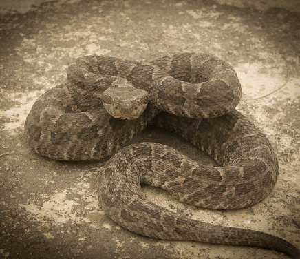 Bothrops diporus.jpg
