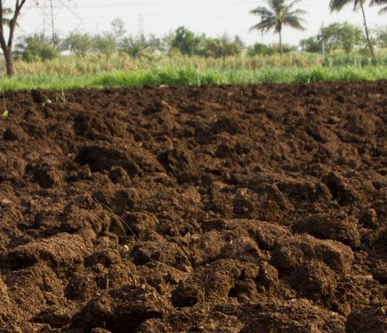 Cianobacterias edáficas restauración y biofertilización de suelos degradados.jpg