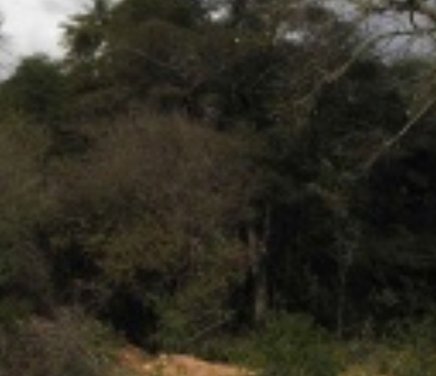 Conservación de la diversidad biocultural en el Chaco argentino (1).jpg