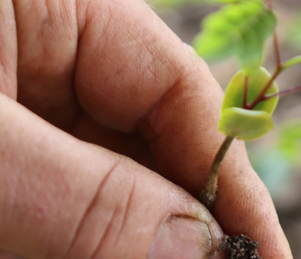 cultivos hortícolas agroecológicos