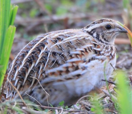 Descifrando los componentes inmunoneuroendócrinos y comportamentales que poseen las respuestas a desafíos ambientales en codornices japonesas (Coturnix coturnix).jpg