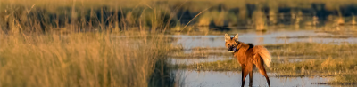 Fauna silvestre - Ansenuza