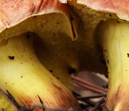 El papel de los hongos micorrícicos en prácticas agrícolas sustentable.jpg