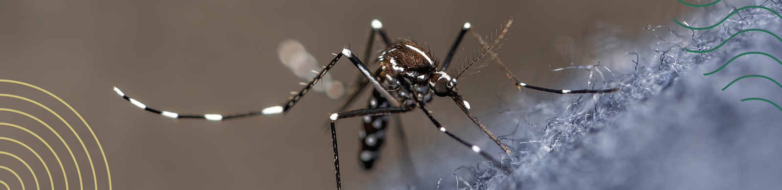 JORNADA HABLEMOS DE DENGUE: ACTUALIZACIÓN Y CONSIDERACIONES PARA LA PRIMAVERA 2024