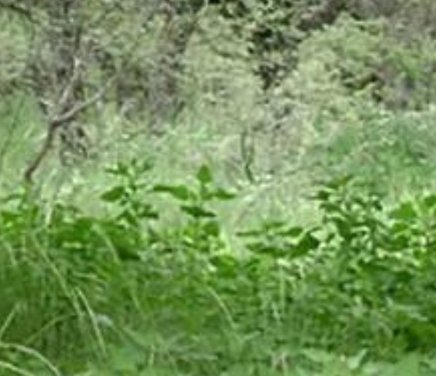 Especies vegetales invasoras en Áreas  de Reserva.jpg