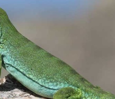 Estrategias reproductivas en el lagarto de Achala (Pristidactylus achalensis).jpg