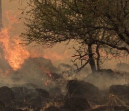 Evaluar la tolerancia al fuego de semillas de especies nativas para eficientizar la restauración de ambientes quemados del centro de Argentina.jpg