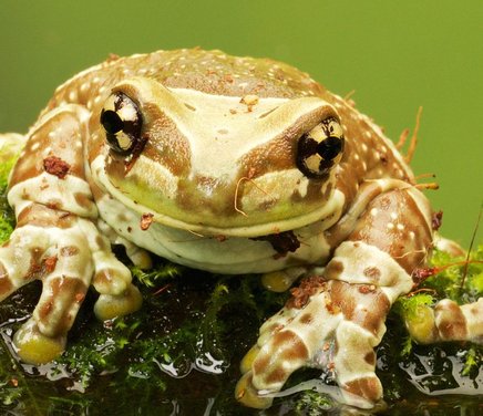 Evolución del dimorfismo sexual en anuros desde un enfoque Eco-Evo-Devo.jpg