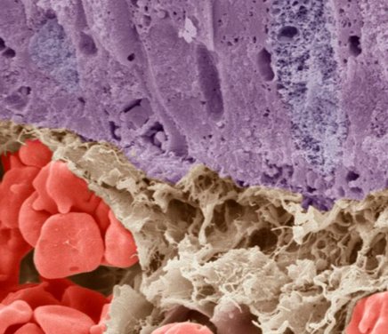 Explorando la Interacción de las Enzimas en Membranas Celulares. Aplicación para el desarrollo de biosensores.jpg