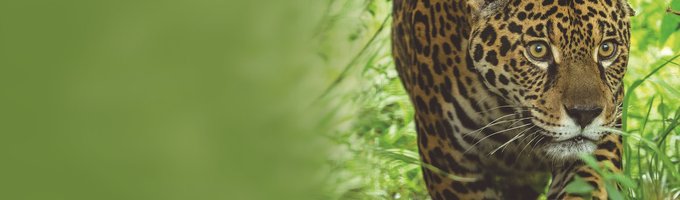 Manejo Vida SIlvestre