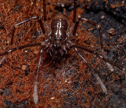 Gonyleptidae.jpg