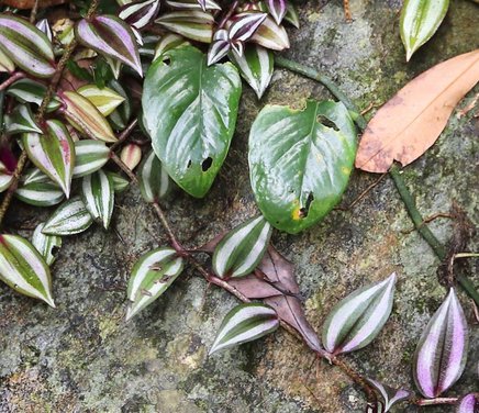 Ecología de plantas invasoras
