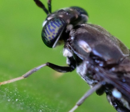Mosca soldado negro