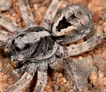 araña