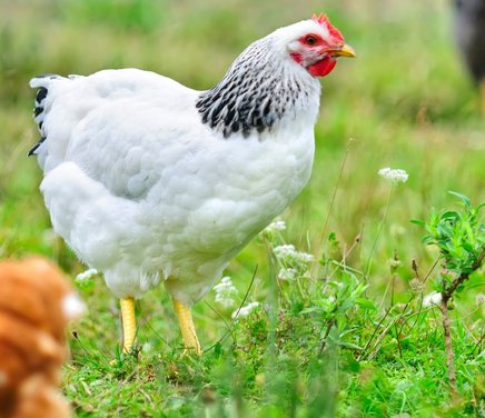 Una mirada de la influencia del entorno social sobre el comportamiento individual desde la perspectiva de un sistema complejo en aves de granja.jpg