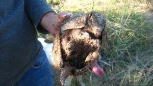 armadillo.jpg