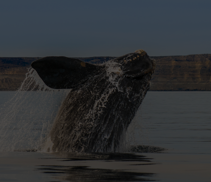 austral ballena