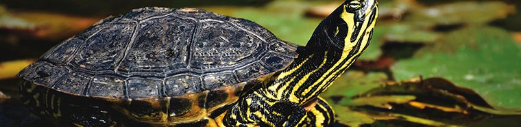 blog_TORTUGAS_AGUA.jpg