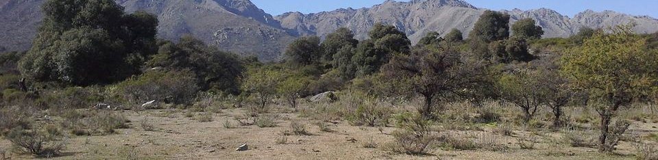 bosque traslasierra.jpg