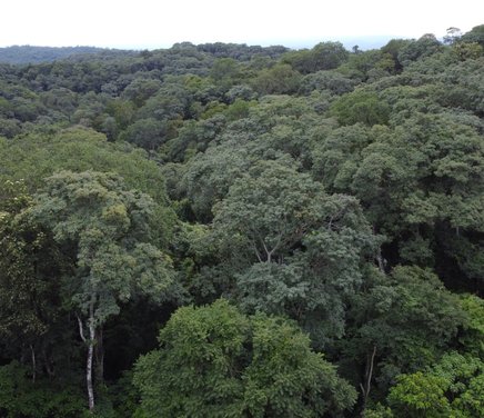 conservacion_multicriterio_bosques_nativos.jpg
