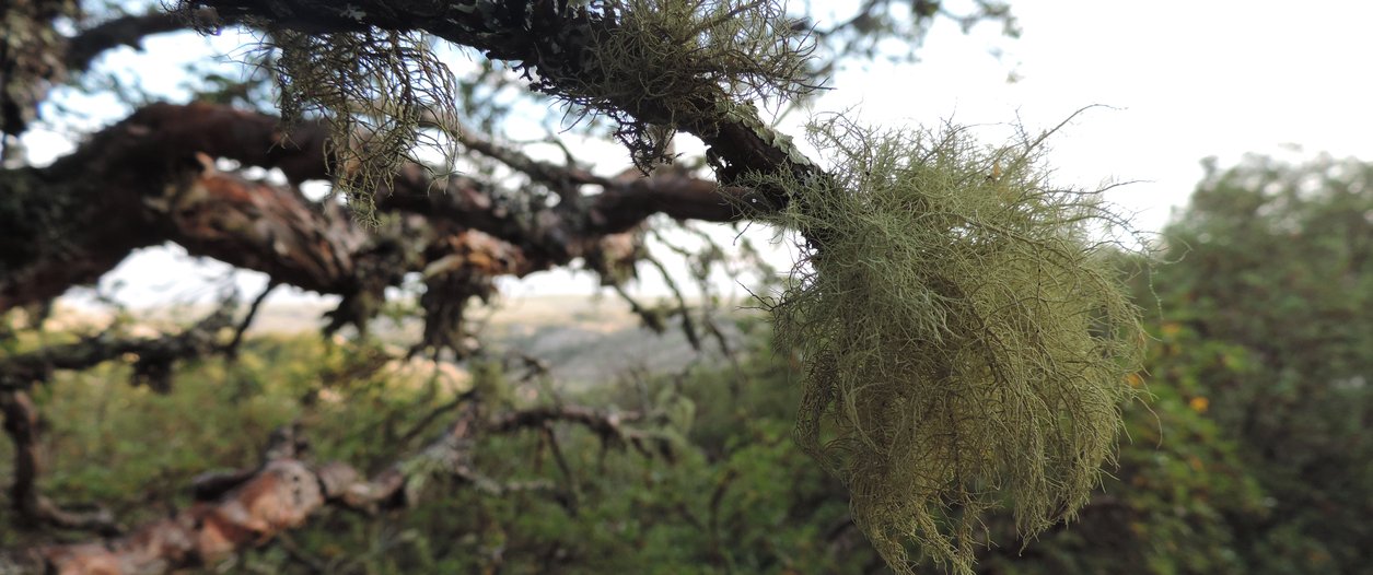 liquen arbol.JPG