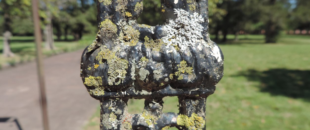 liquen reja.JPG