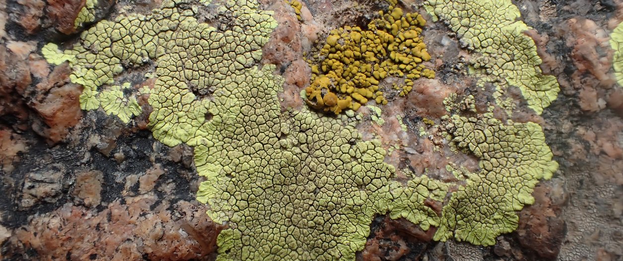 liquen roca.JPG