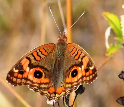 mariposa.jpg