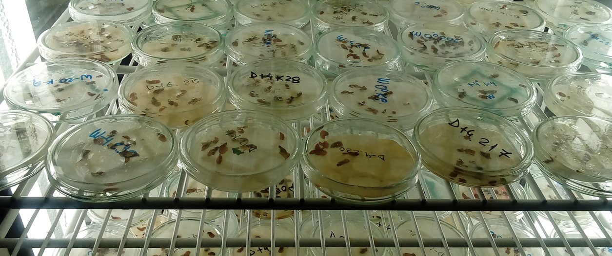 petri germina.jpg
