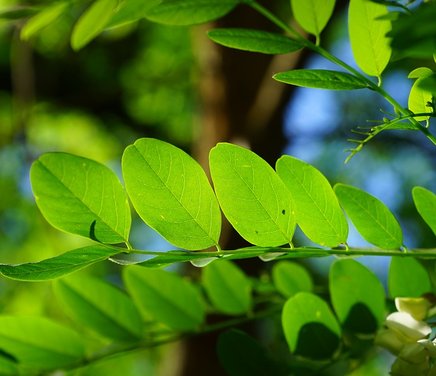 plantas-inteligentes.jpg